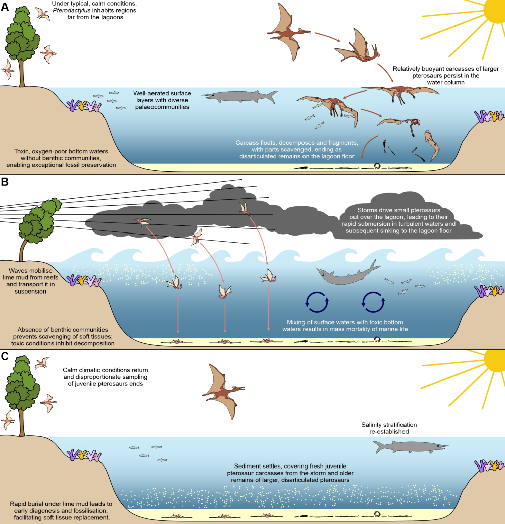 A) Pterosaurs rarely fossilize when conditions are mild as they float and decompose. B) Storms create the perfect conditions, stirring up sediment which created anoxic conditions, killing scavengers and preventing decay as young pterosaurs slammed into the water. C) lime-rich mud carried by the storm rapidly buried the remains. Together, these rare conditions explain why fossils from Solnhofen are so well preserved.